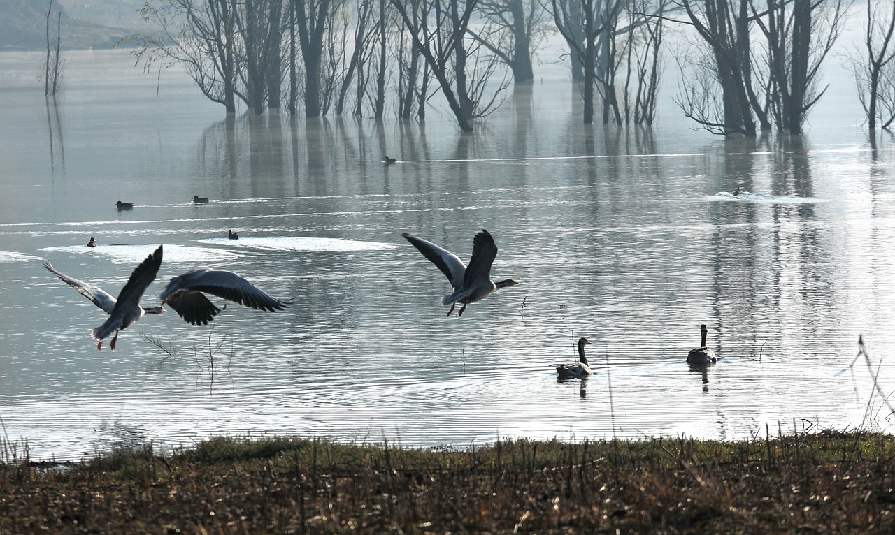 water birds silhouette migrant free photo