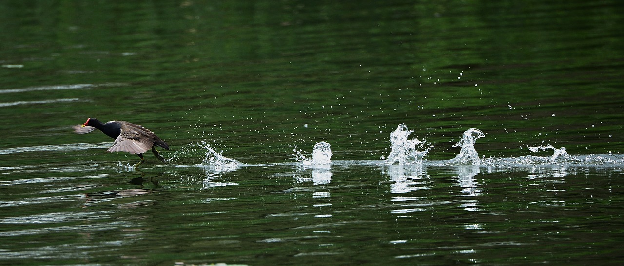 Дика вода. Птицы на воде фото. Мелодии природы вода и птицы. Остров наоборот птички воде. Bird take off.