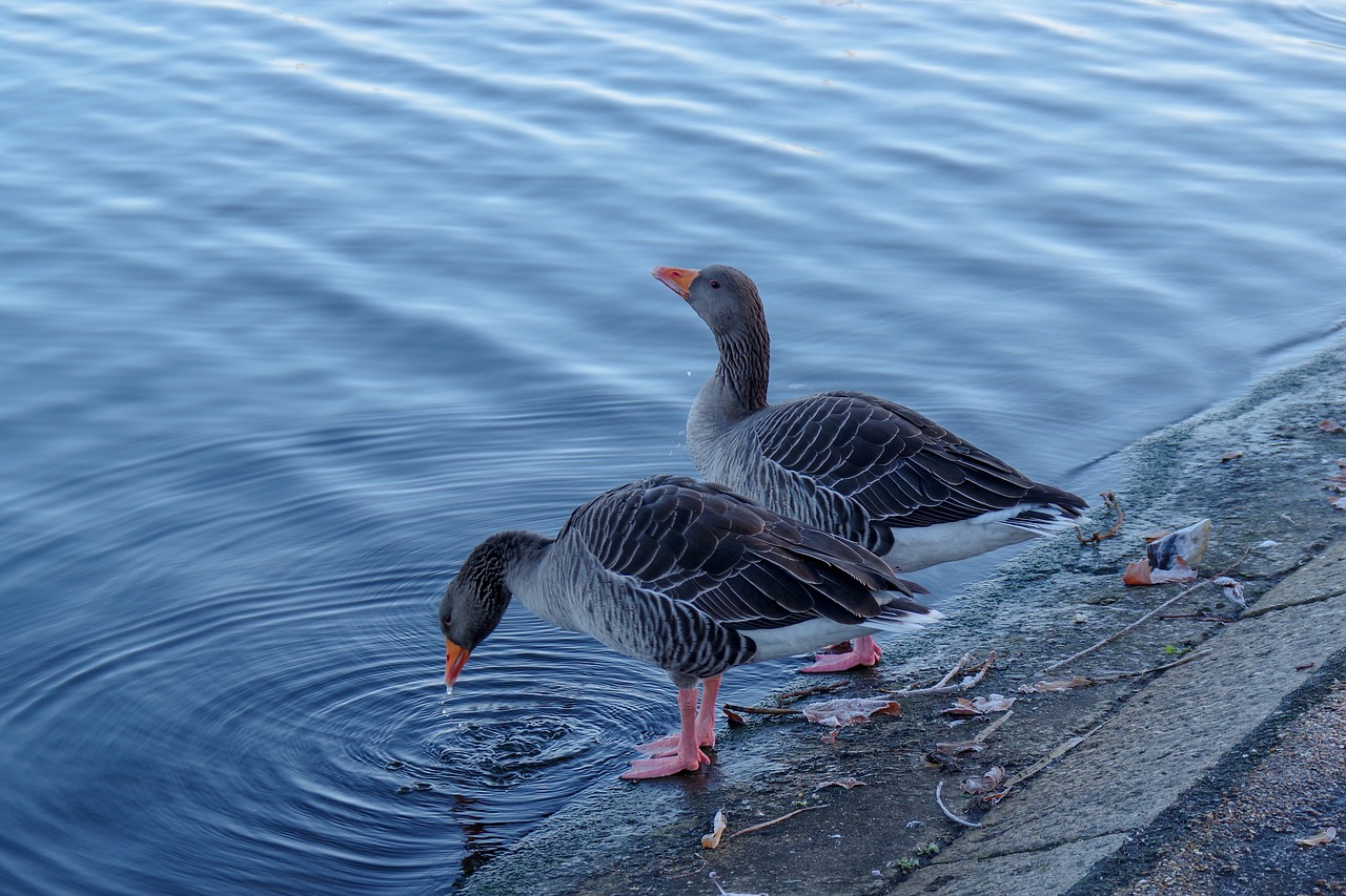 water birds  water  calm free photo