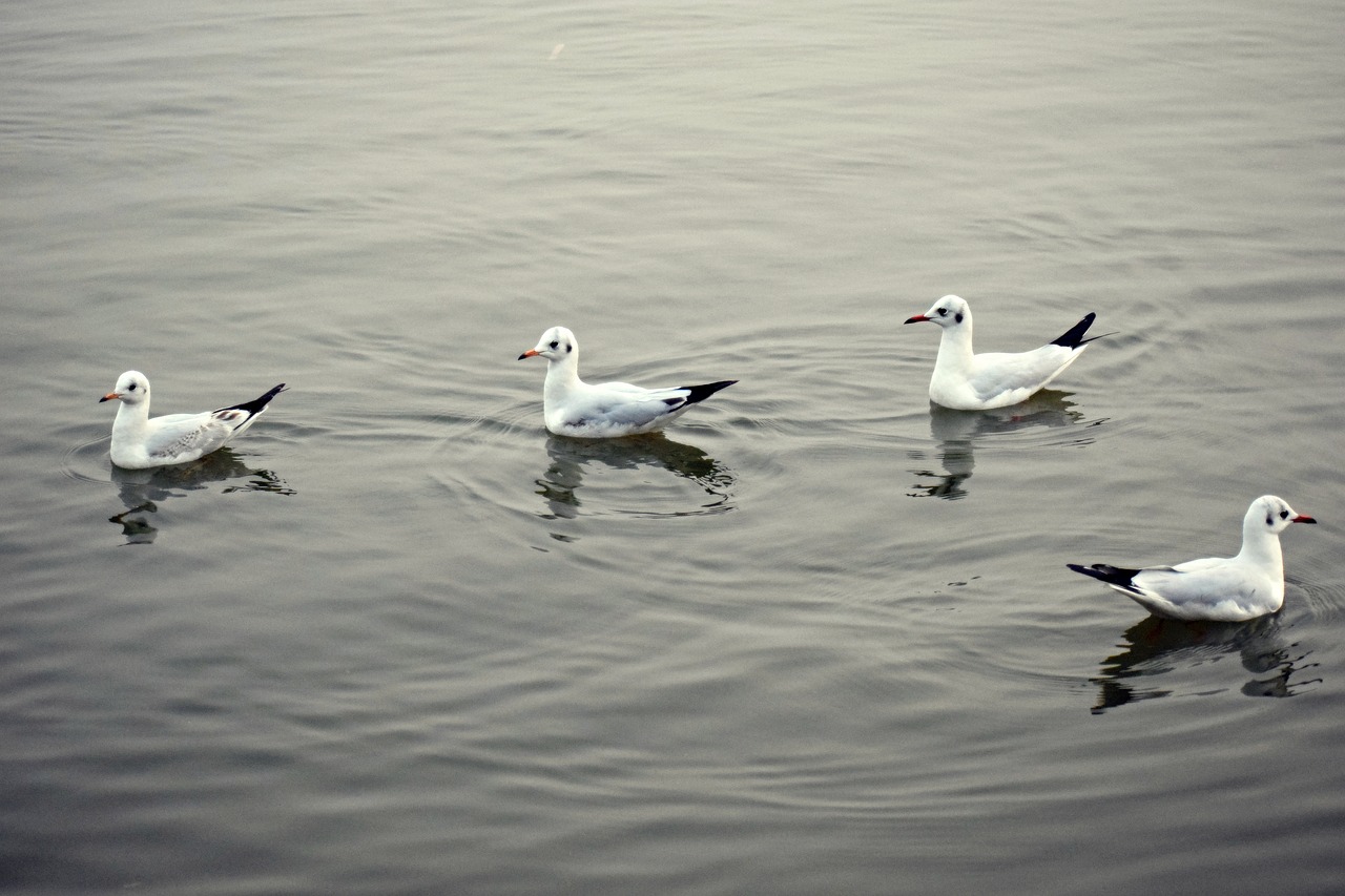 water birds  water  seagulls free photo