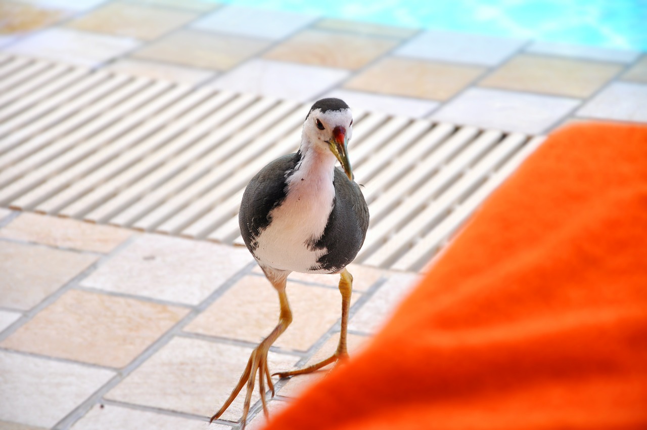 water birds maldives full moon island free photo