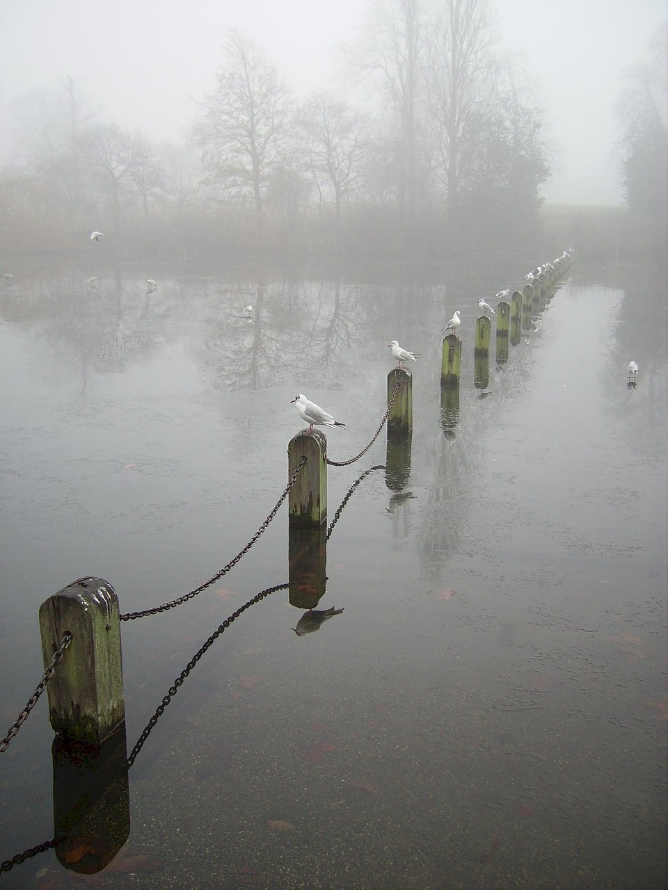 water birds perched fog free photo