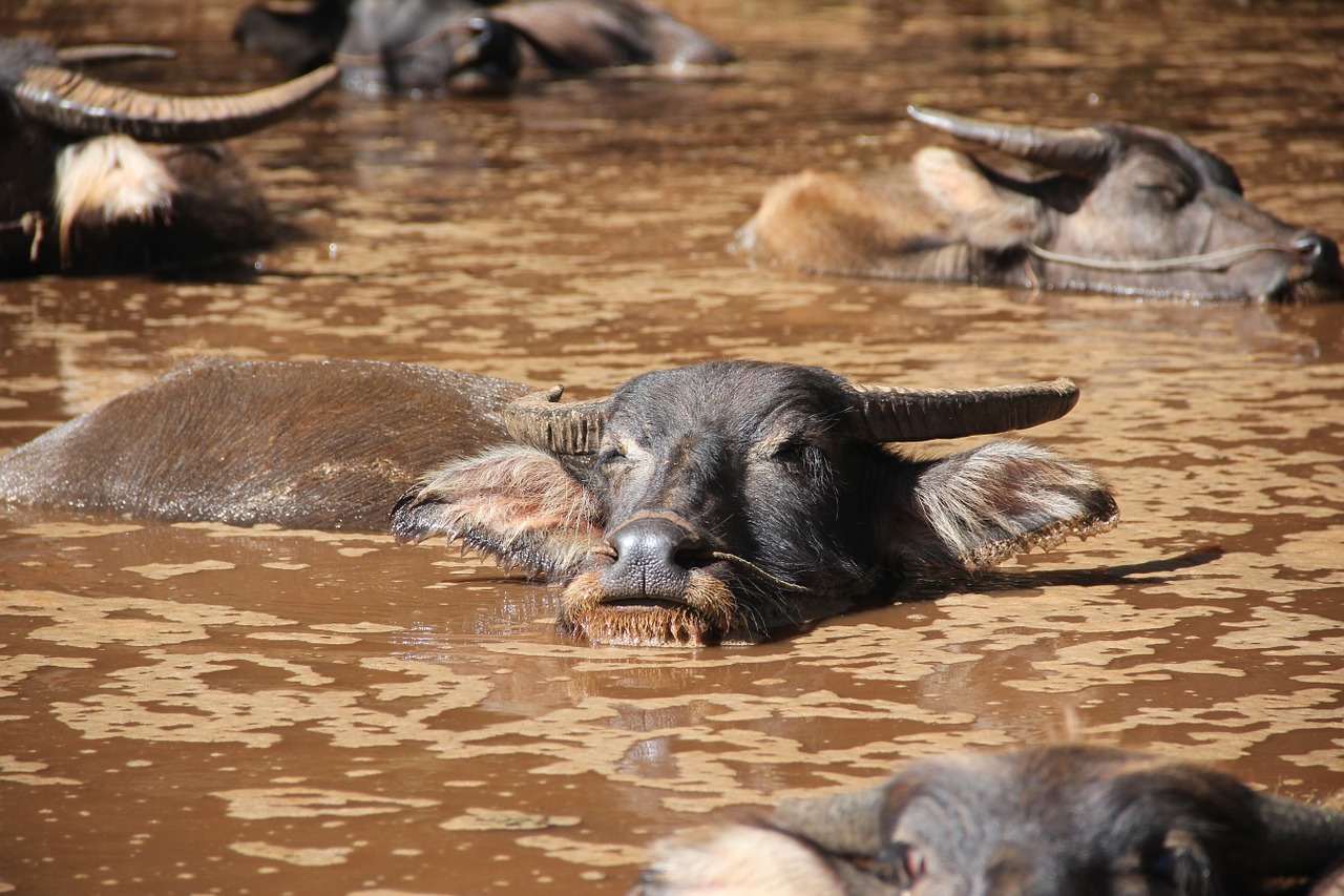 water buffalo wasserstier cow free photo