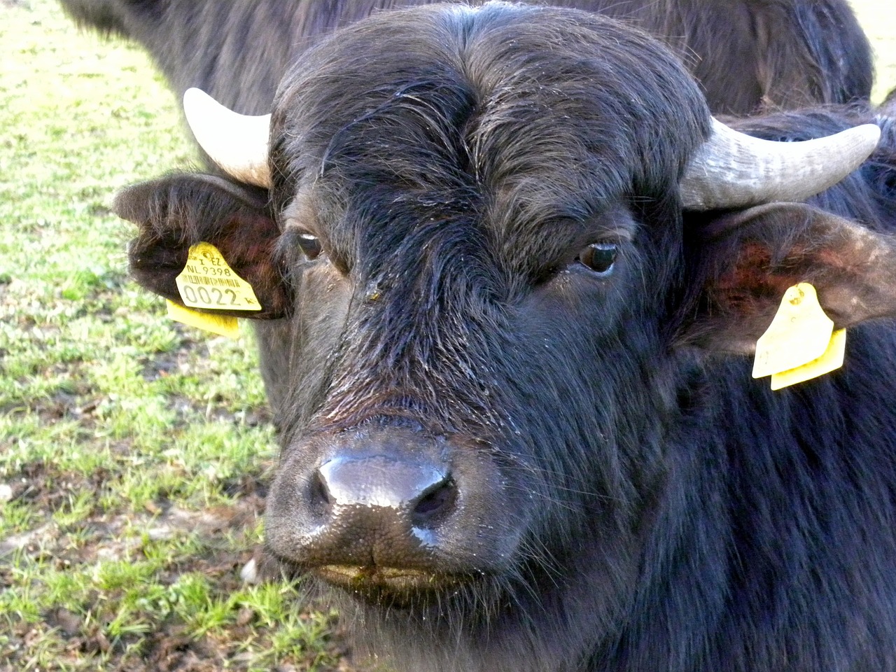 water buffalo tough bull free photo