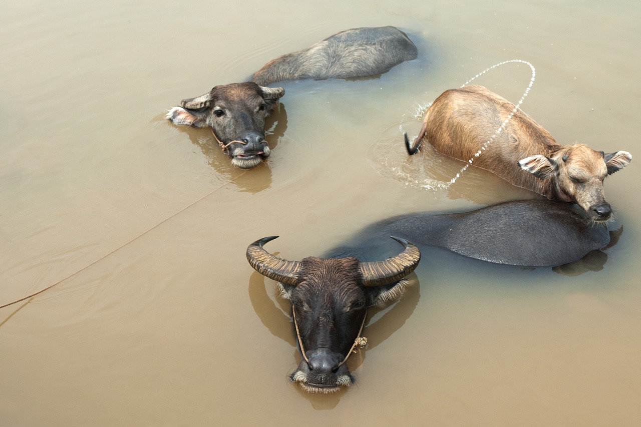 water buffalo swim büffelbad free photo
