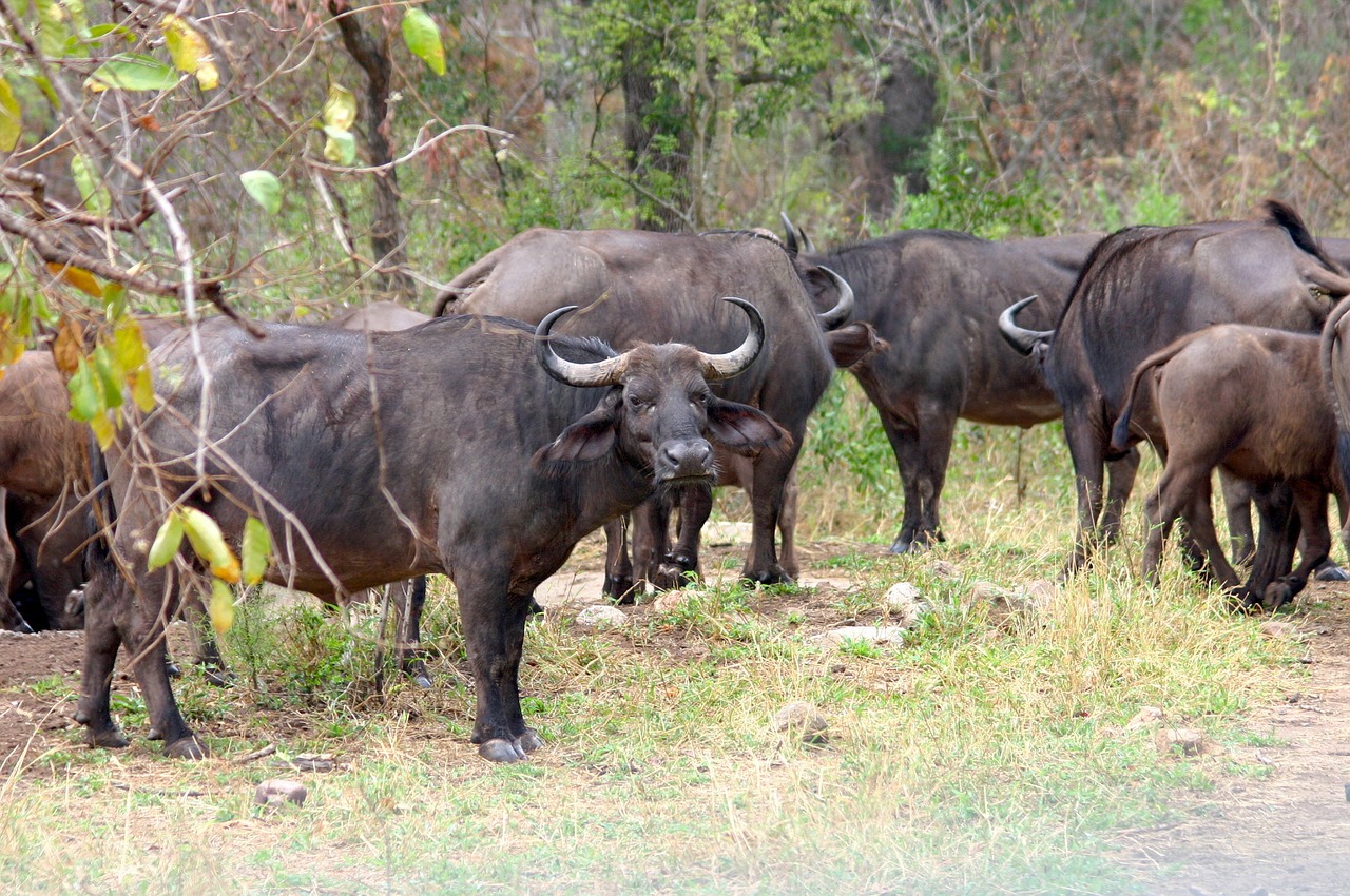 water buffalo south africa safari free photo