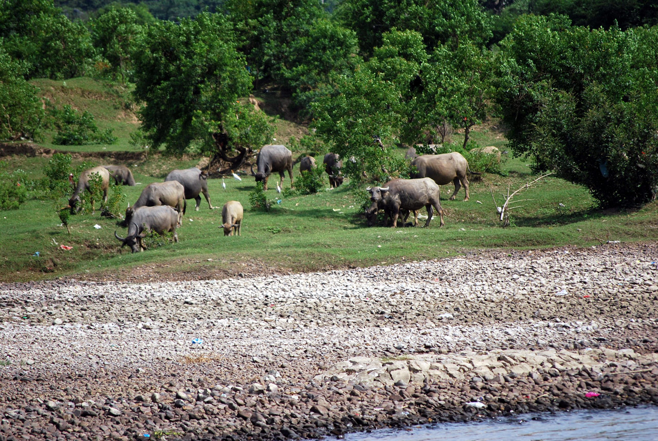 buffalo water oxen free photo