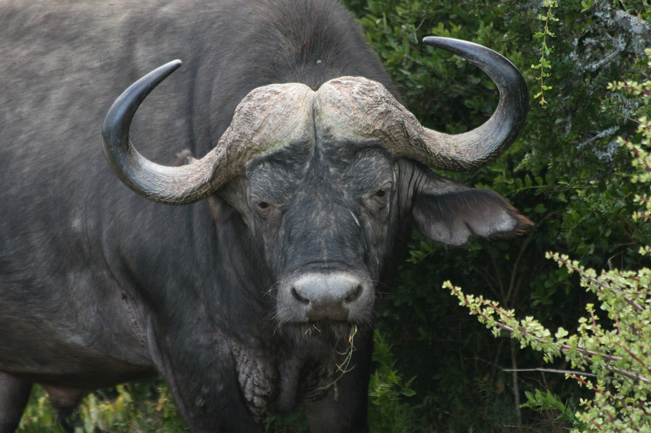 water buffalo africa wildlife free photo