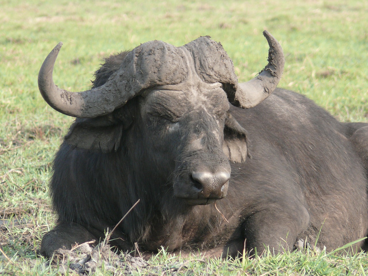 water buffalo safari africa free photo