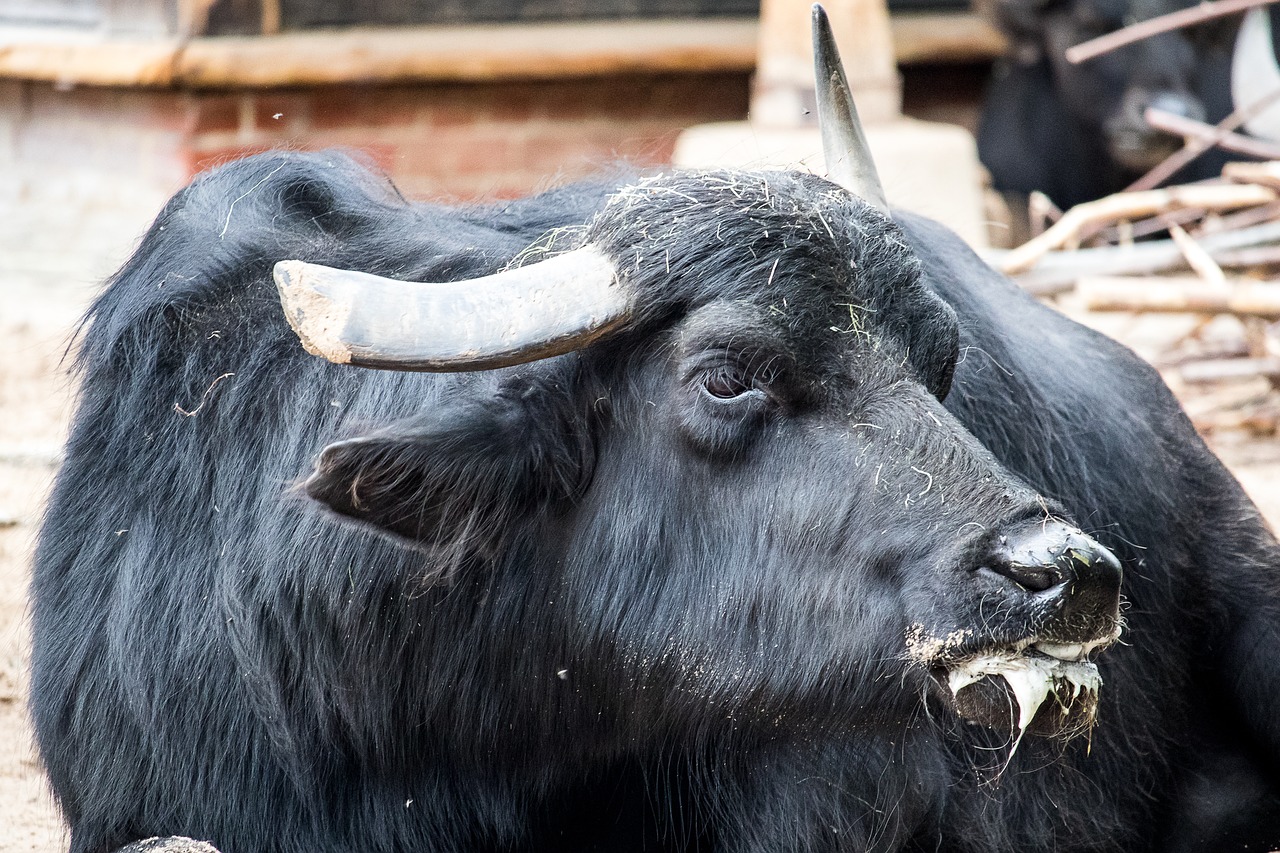 water buffalo  buffalo  mammal free photo