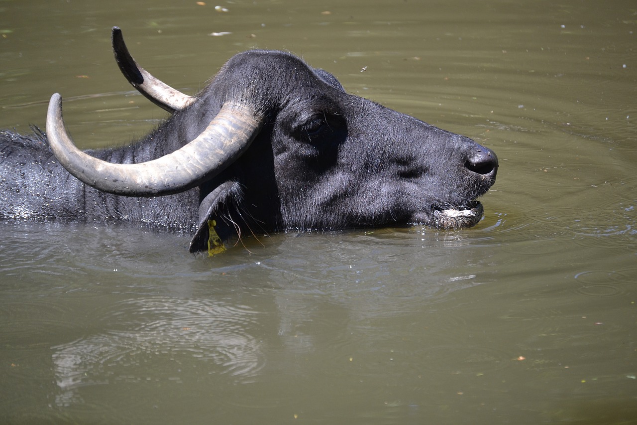 water buffalo wild animal free photo