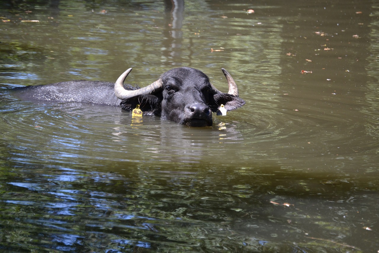 water buffalo wild animal free photo