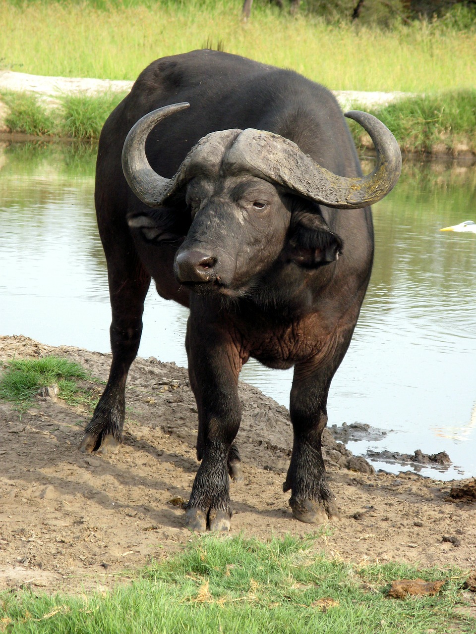 water buffalo africa animal free photo