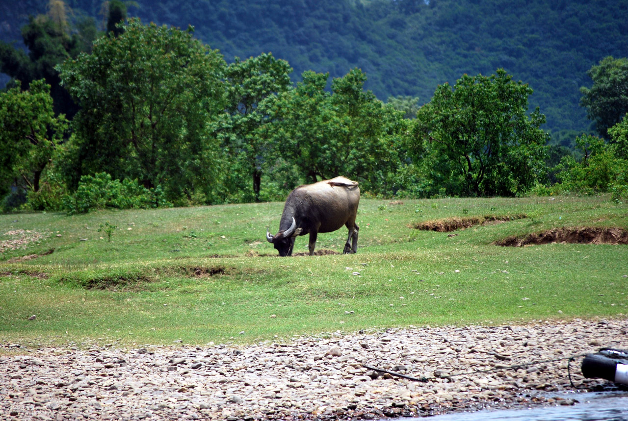 buffalo water animal free photo