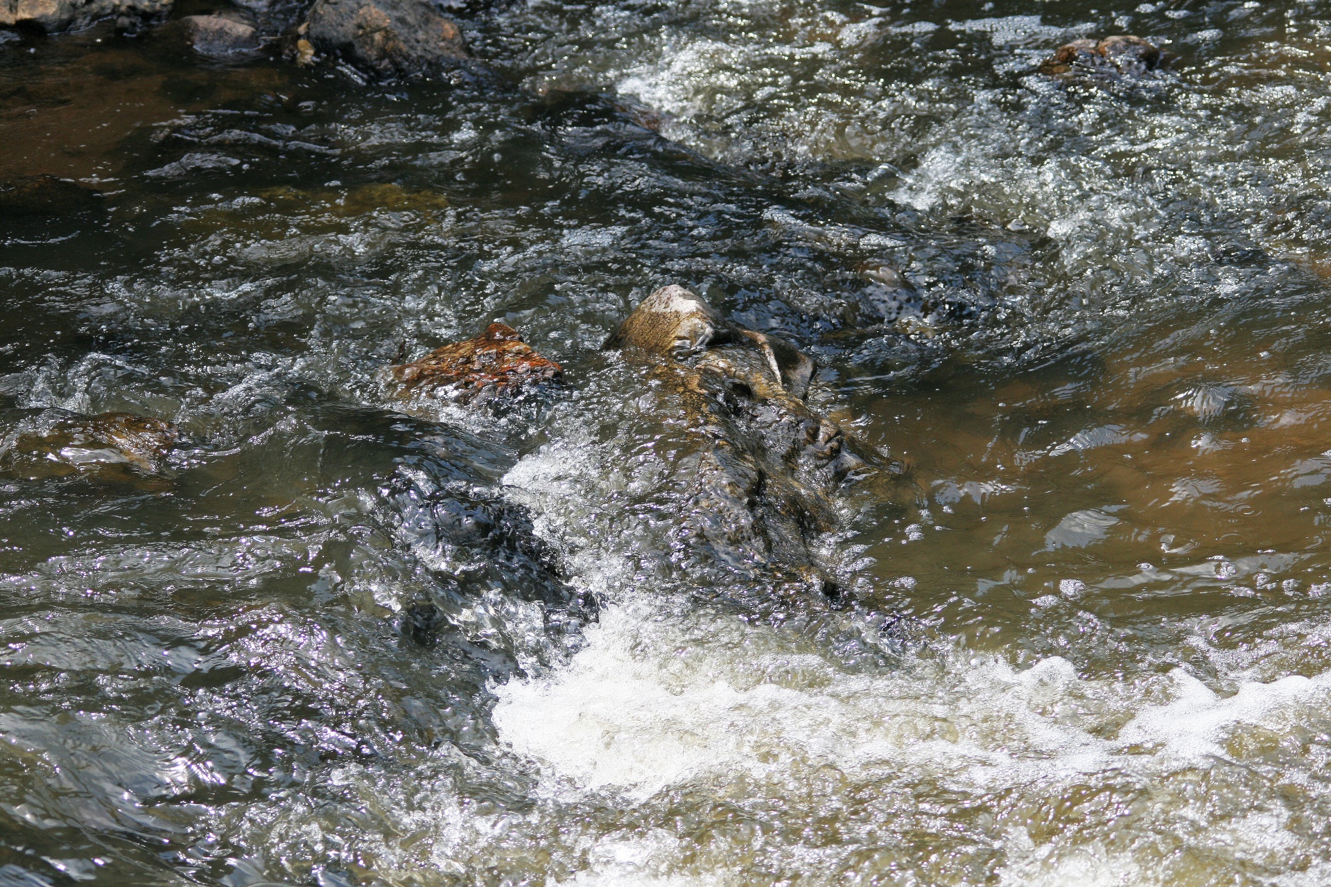 stream brook river free photo