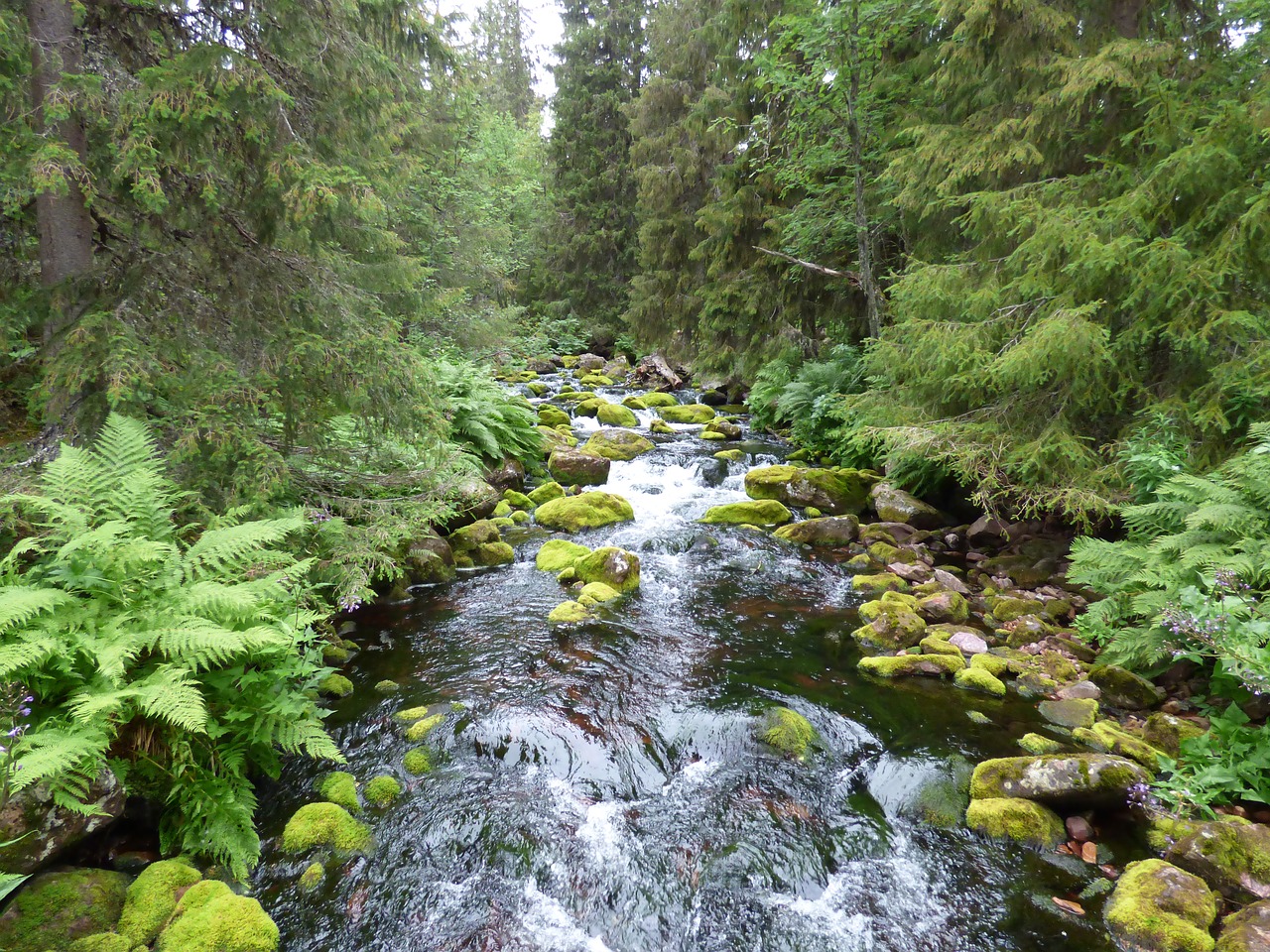 water courses water forest free photo