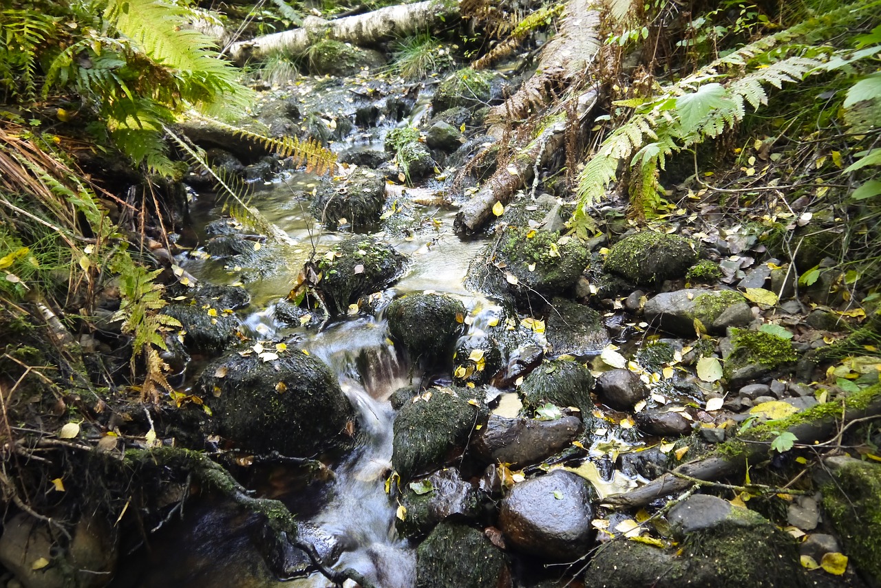 water courses running water brook free photo