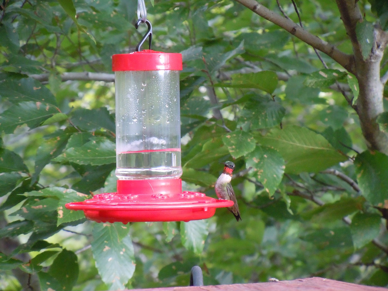 water dispenser hummingbird bird free photo