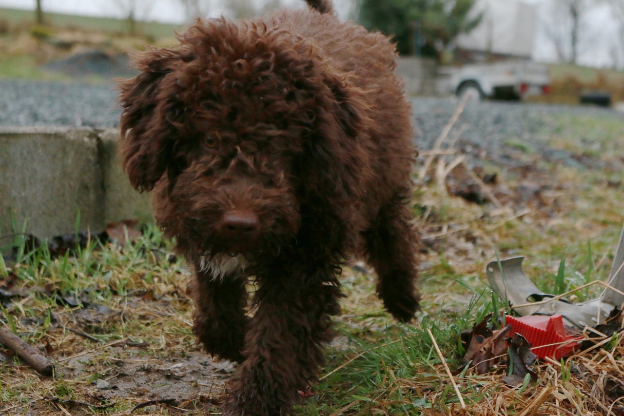 water dog lagotto dog free photo