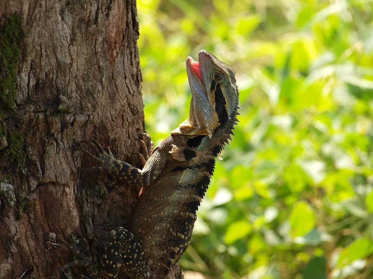 water dragon  australia  lizard free photo