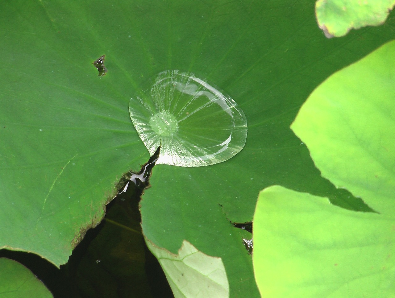 water drop mirror insectenbad free photo