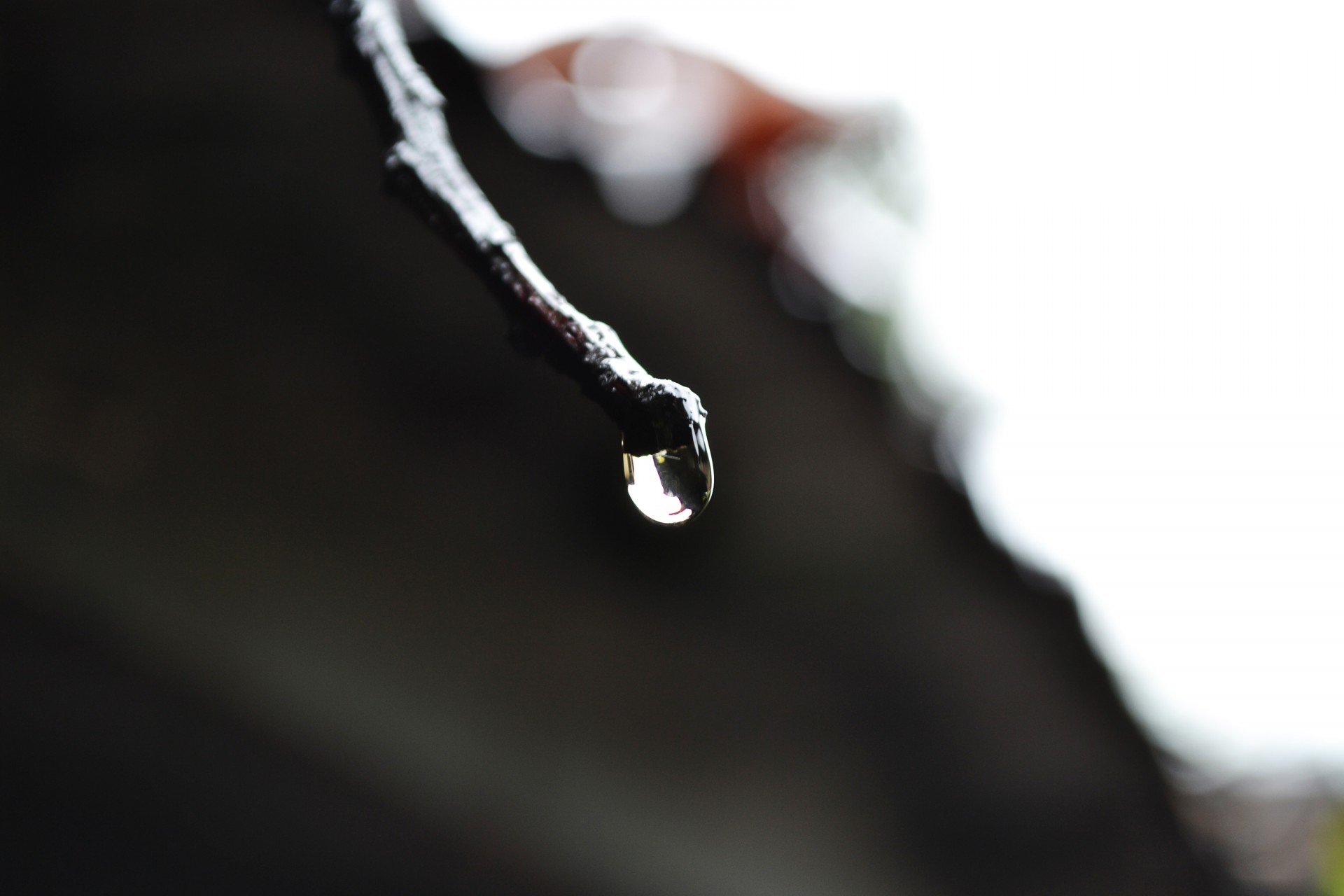 water drop rain drop dried leaf free photo