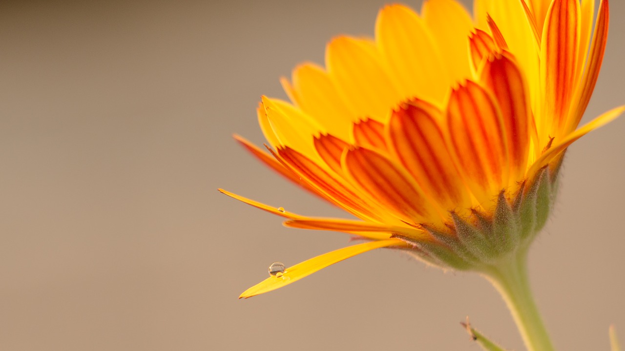 water drop flower water drop flower free photo