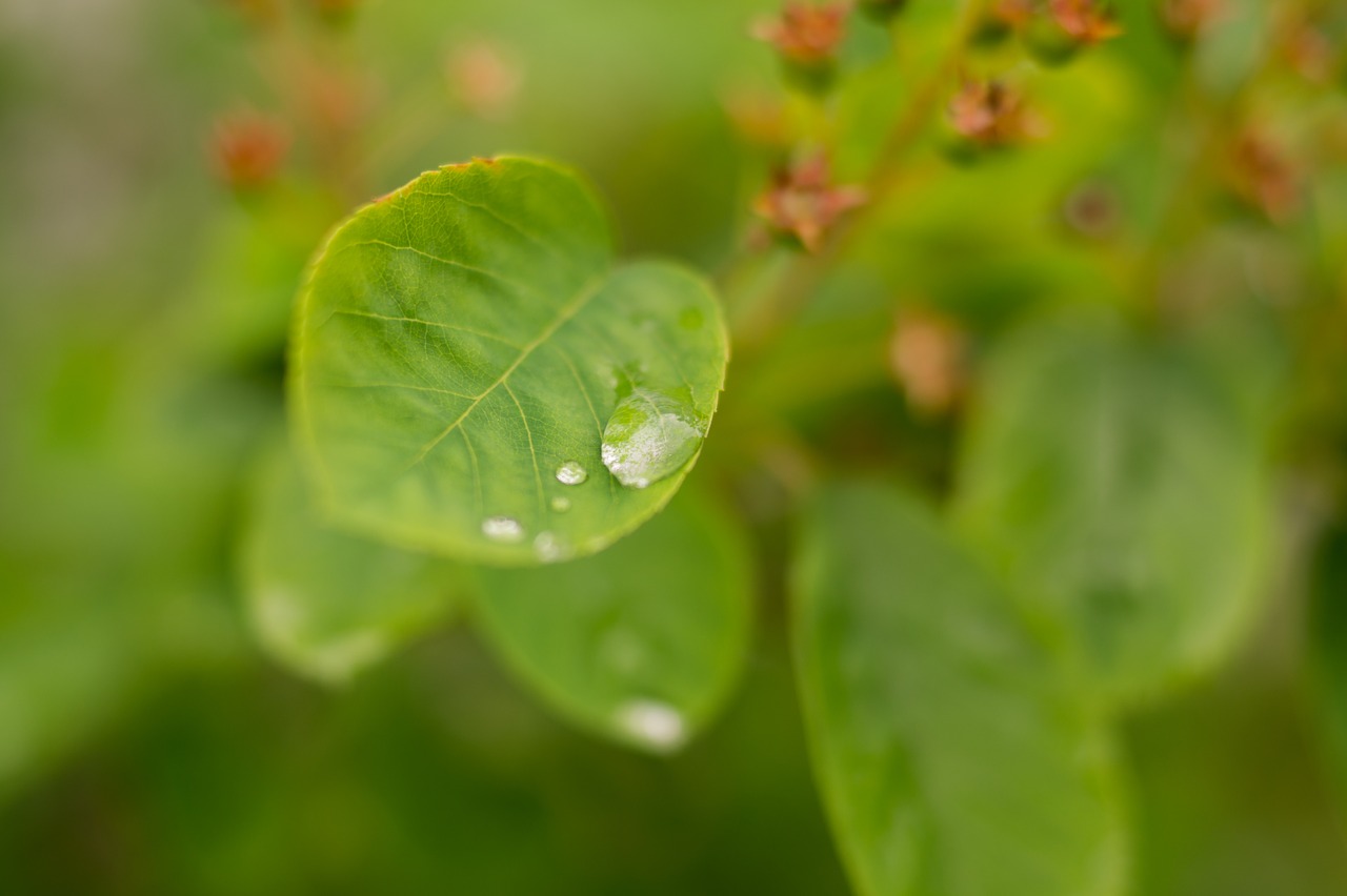water drop leaf leaves free photo