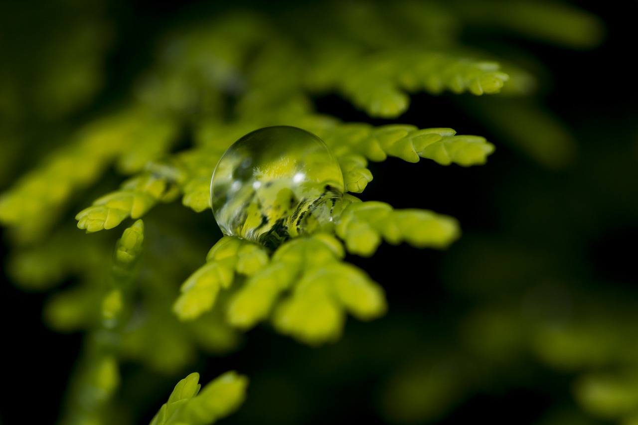 water drop after rain nature free photo