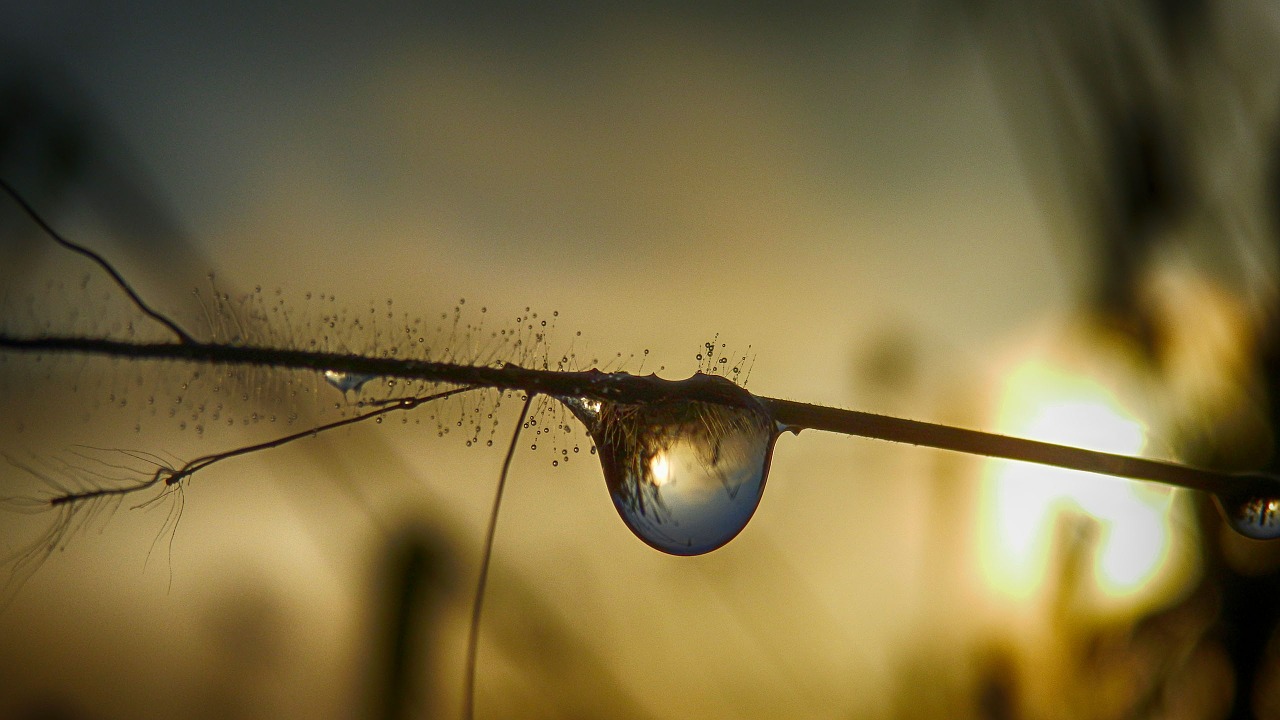 water drop drop liquid free photo