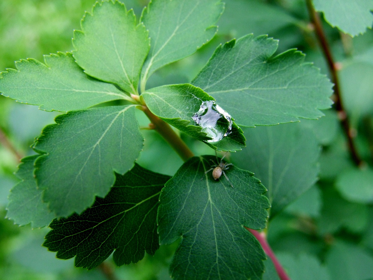 water-drop sheet green free photo