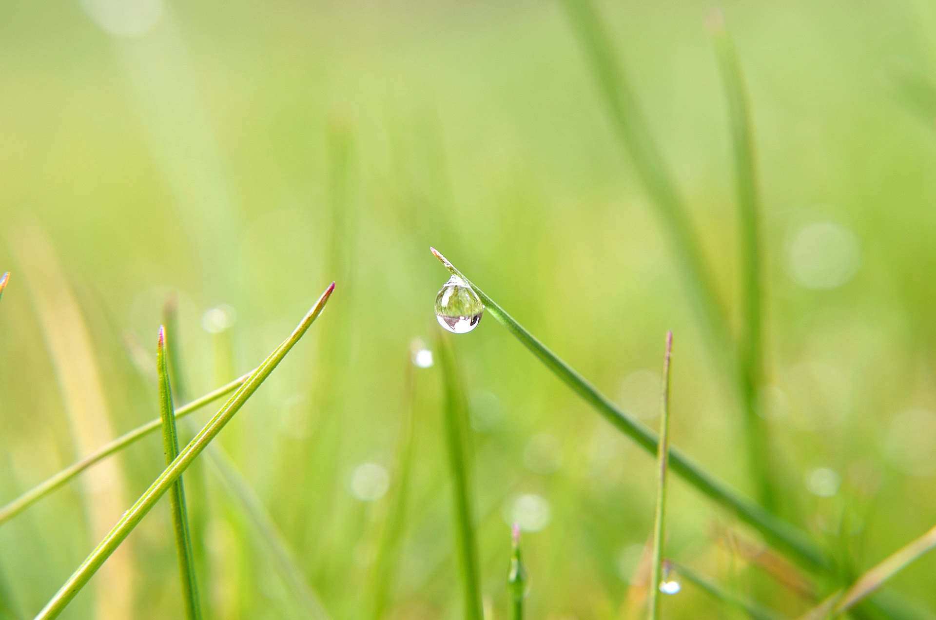 drop water grass free photo