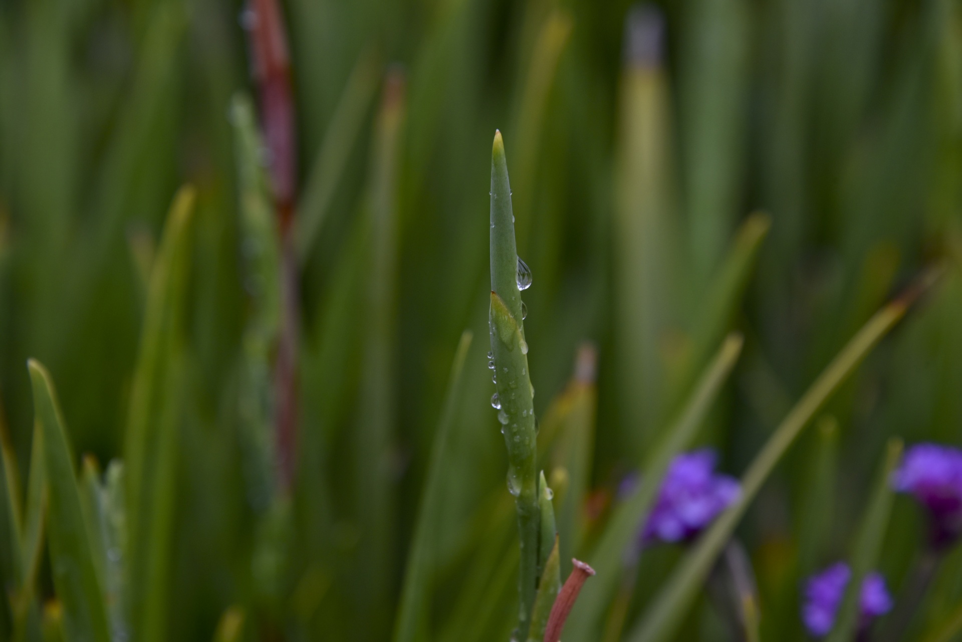 water droplets stalk free photo