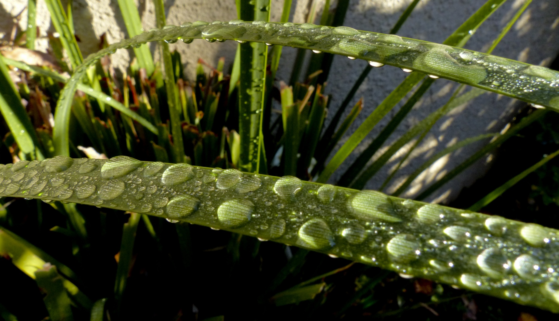 droplets water leaf free photo