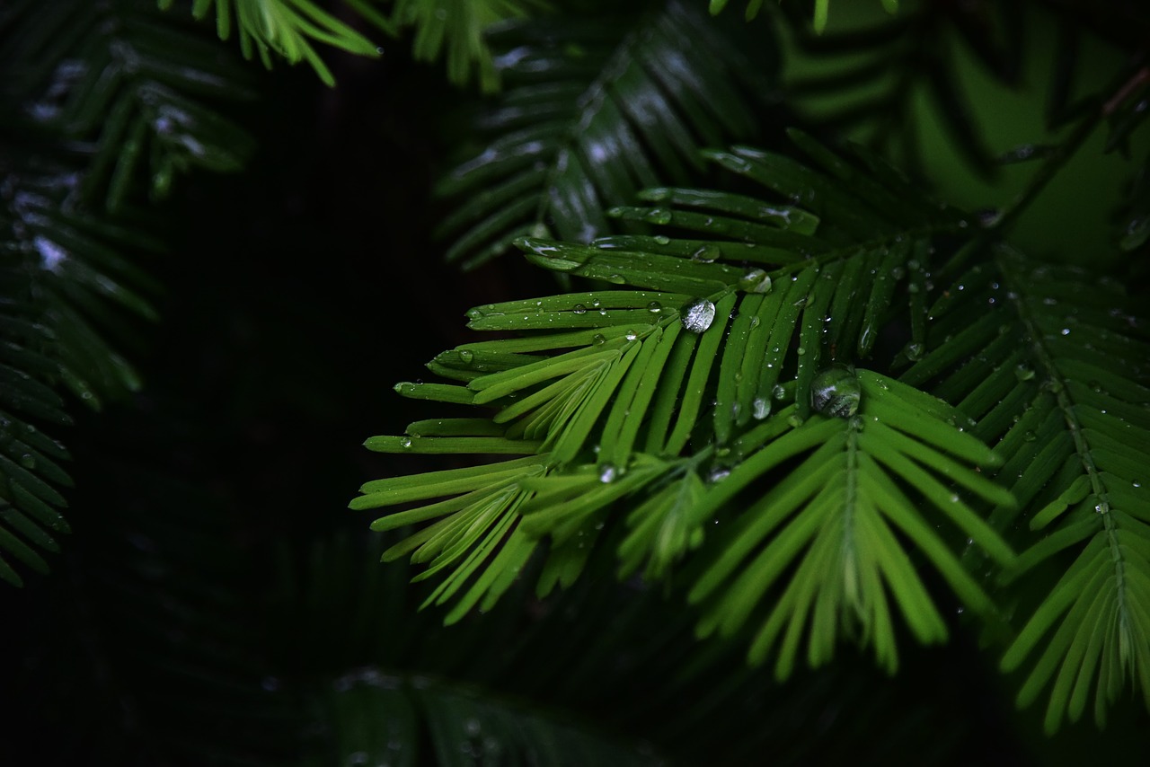 water droplets rain it's raining free photo