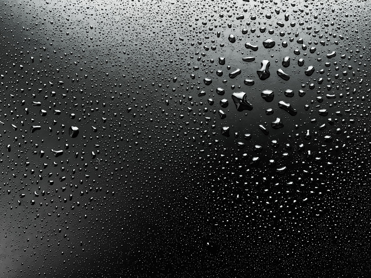 water droplets dew wet free photo