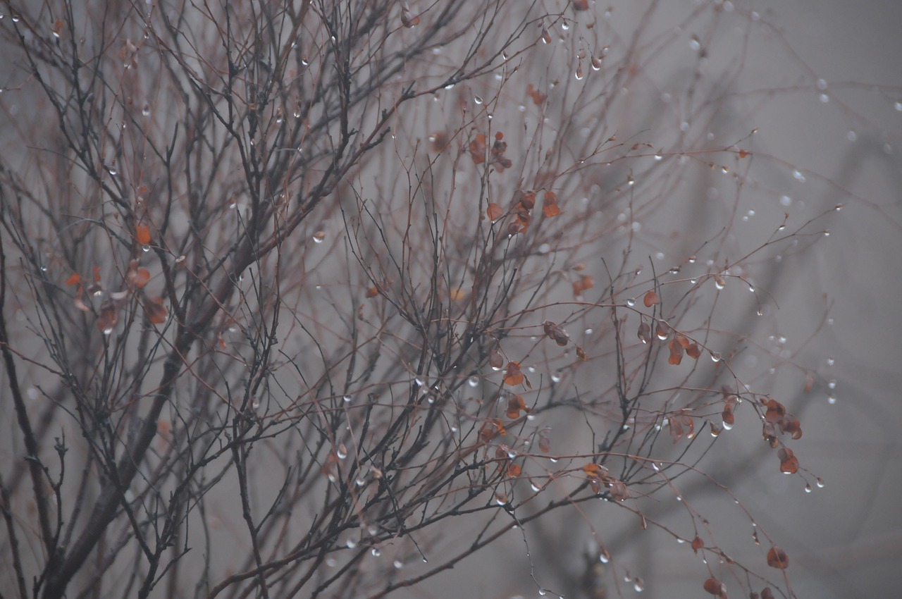 water droplets  rain  plant free photo