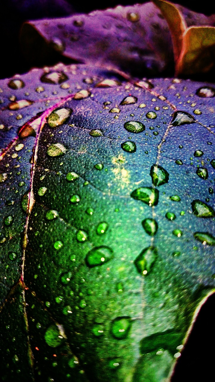 water droplets after the rain greens free photo