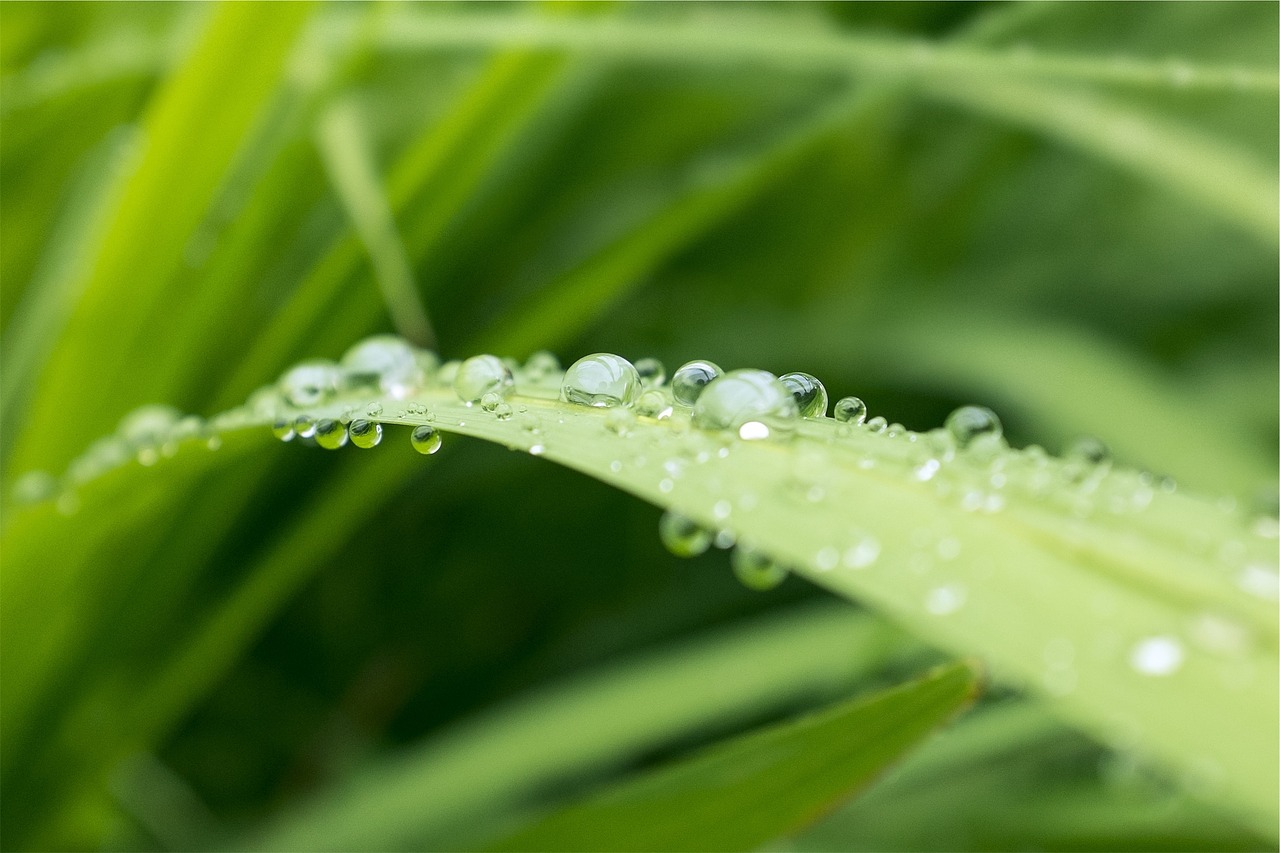 water droplets plant green free photo