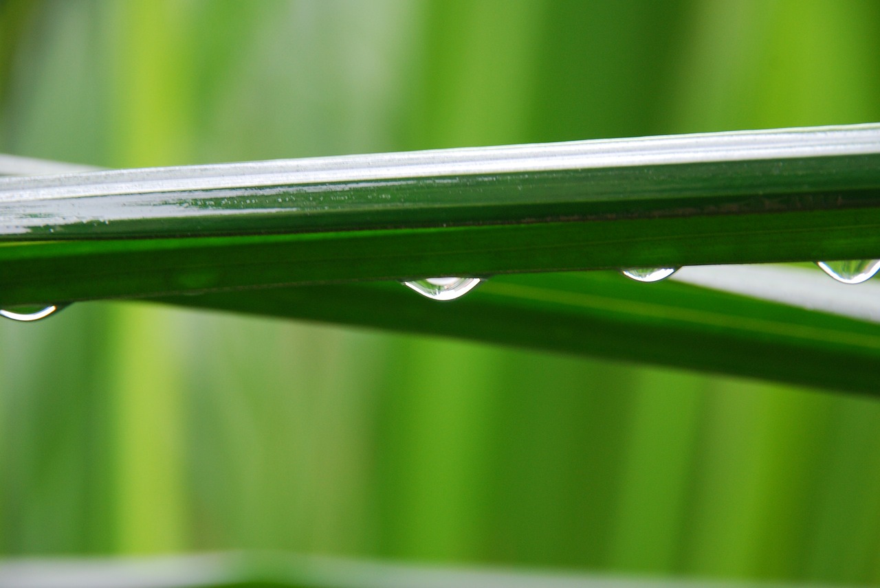 water droplets palm trees the leaves free photo