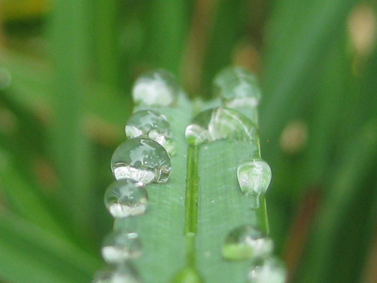 water droplets rain drops water drops free photo