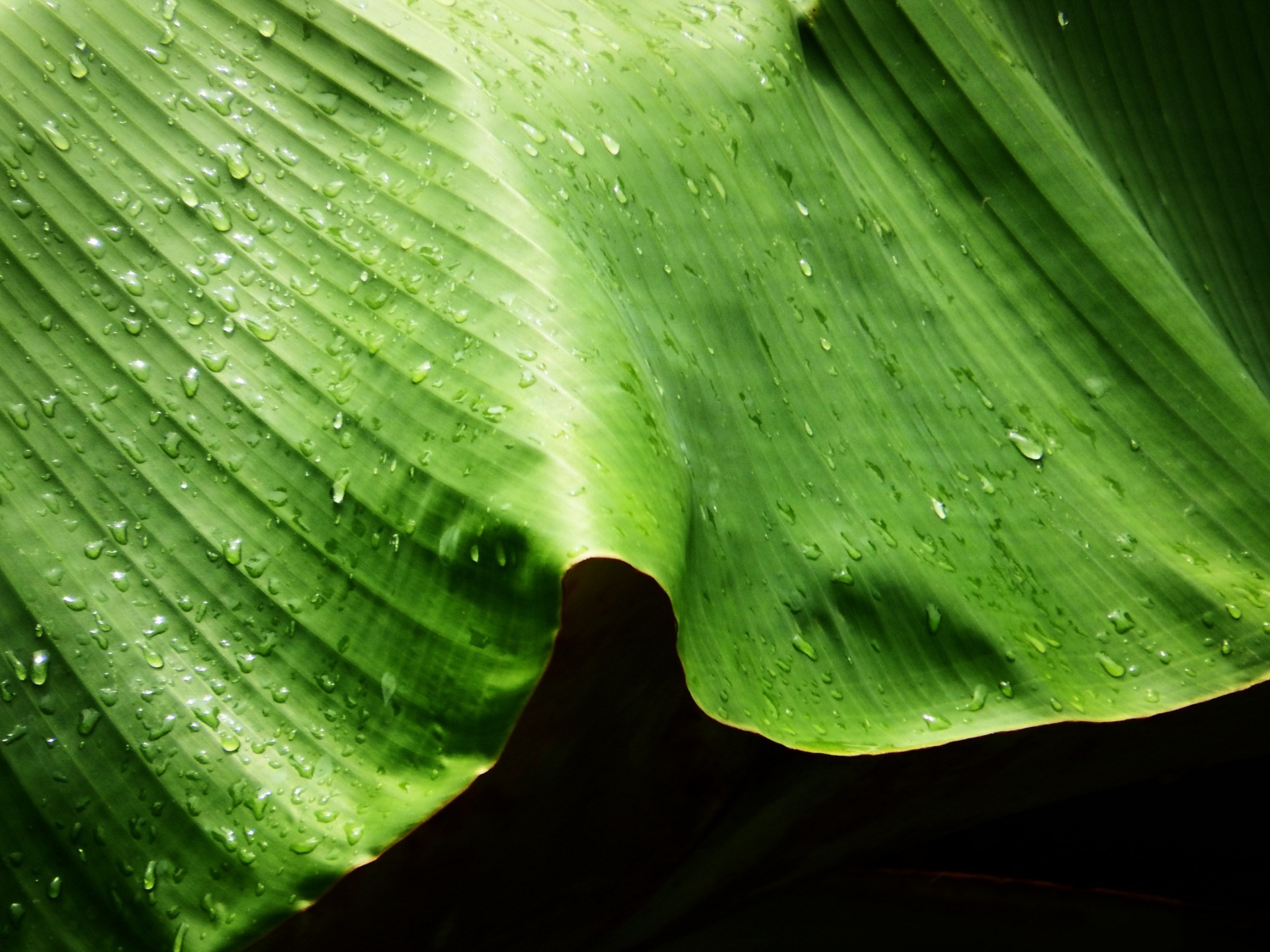 droplet leaf water free photo