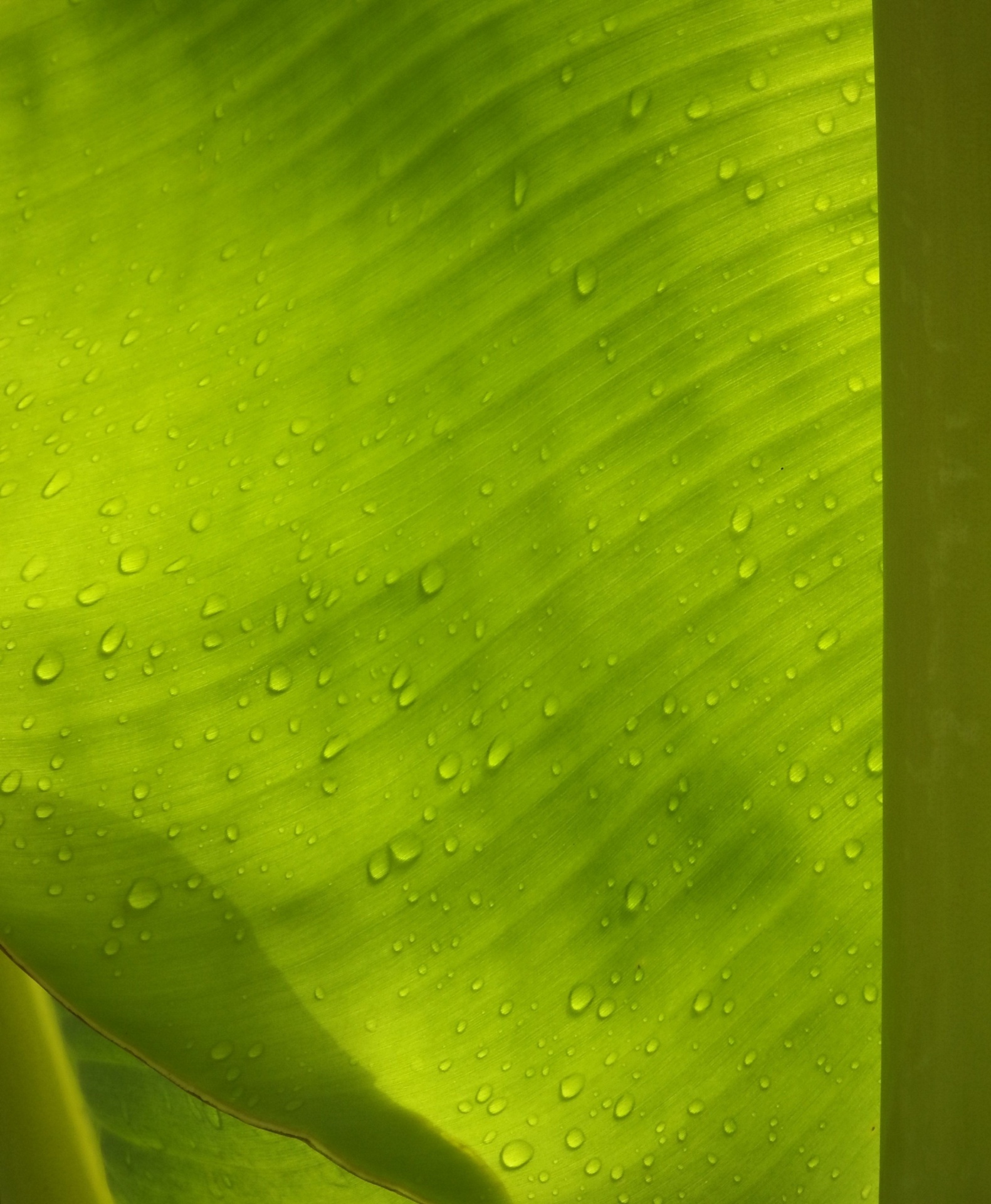 droplet leaf water free photo