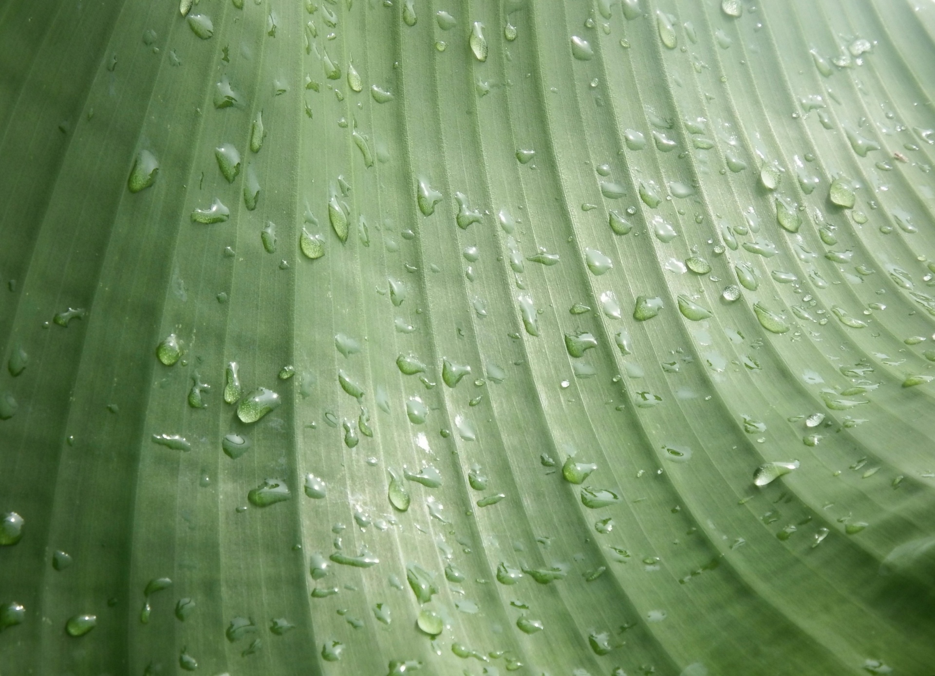 droplet leaf water free photo