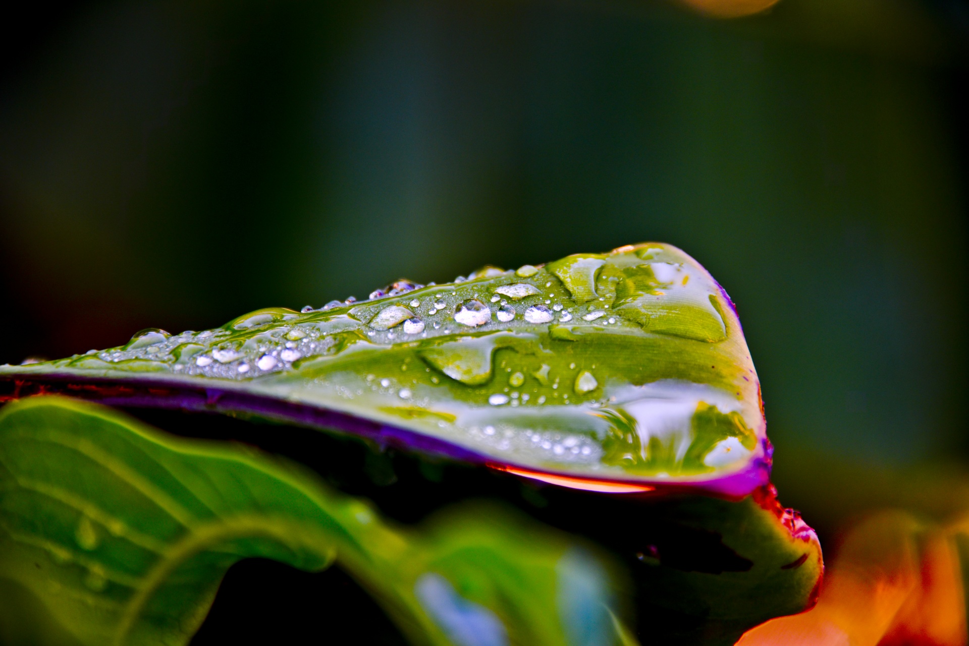 water droplets leaves free photo
