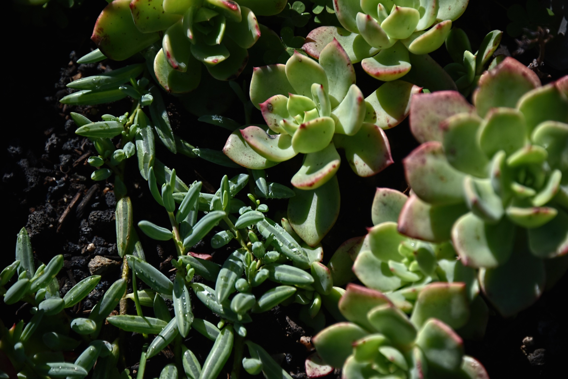 succulents water droplets free photo