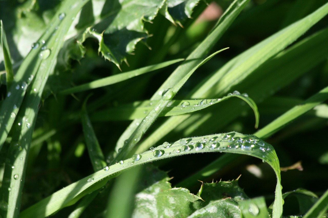 water drops grass sunlight free photo