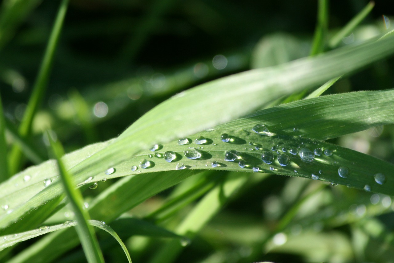 water drops sunlight grass free photo