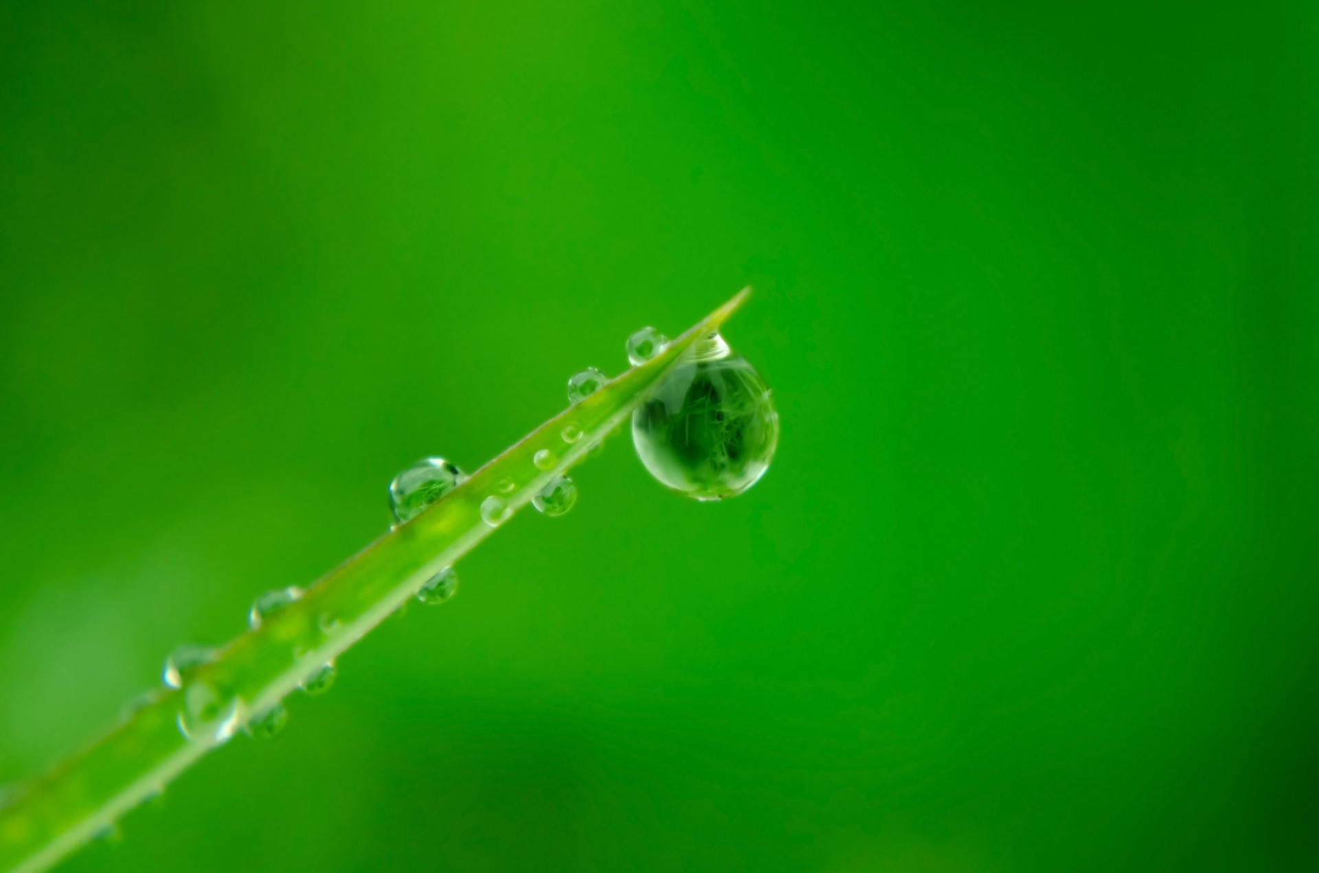 water drops leaf free photo