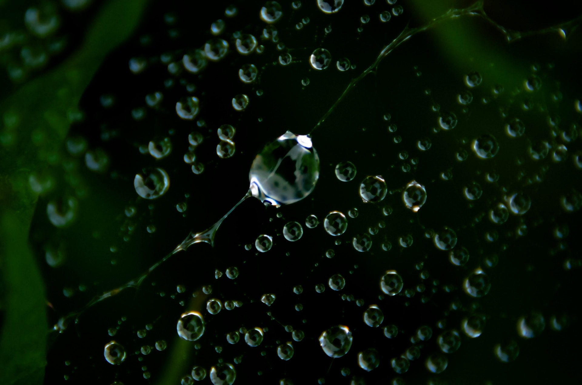 water rain closeup free photo